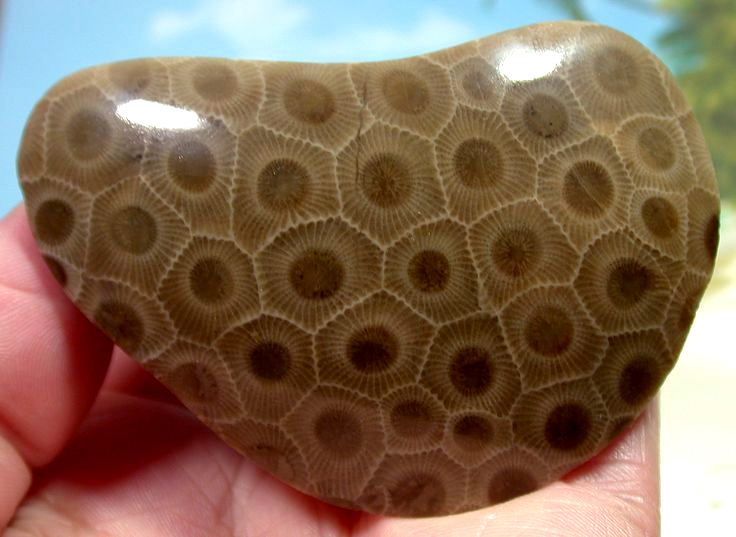 a polished petoskey stone