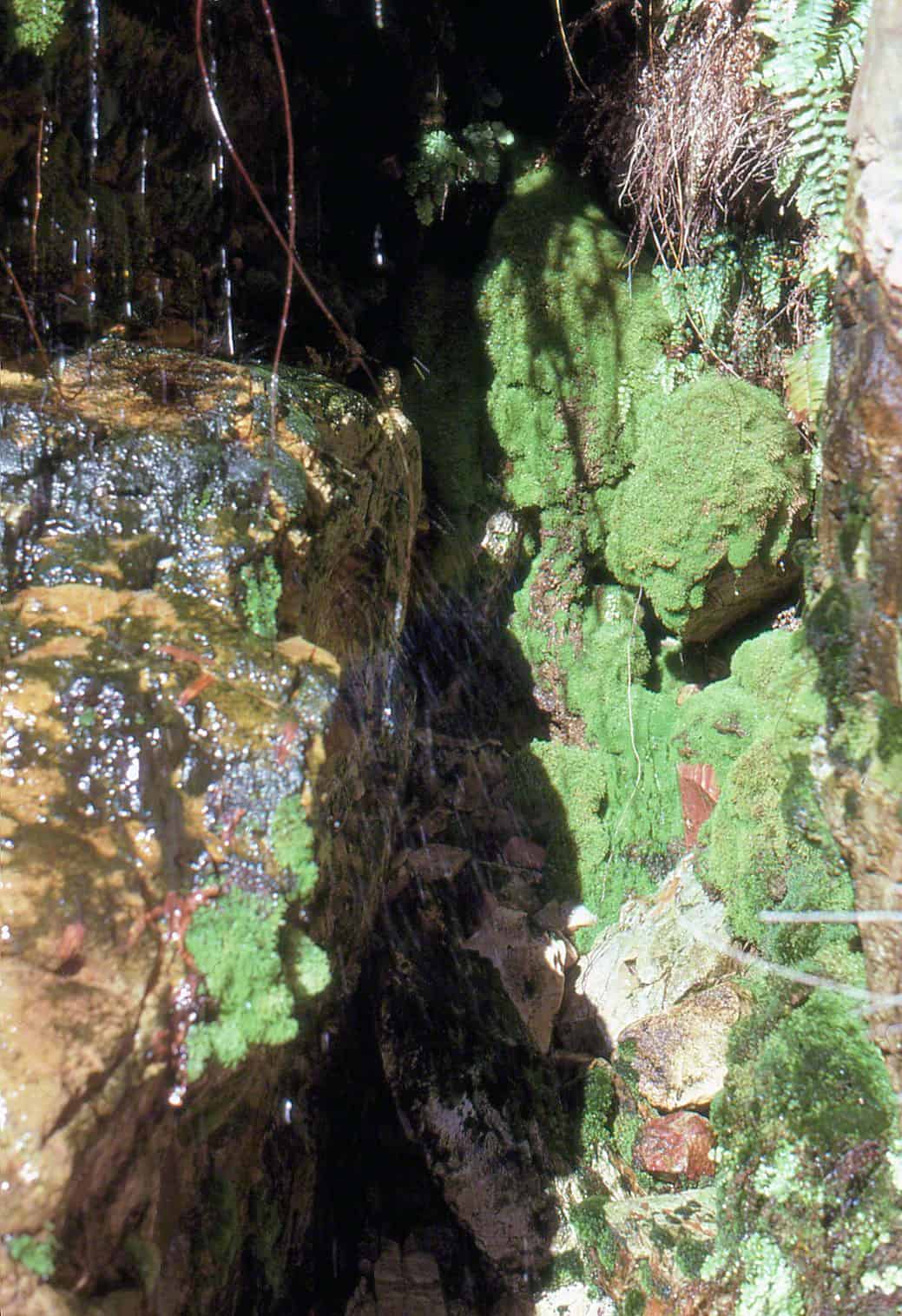 talipata spring